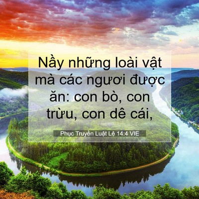 Picture 07 - Phục Truyền Luật Lệ 14:4 VIE - Nầy những loài vật mà các ngươi - Bible Verse Picture