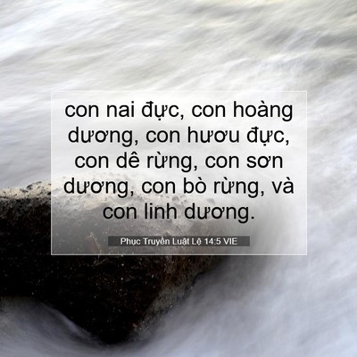 Picture 07 - Phục Truyền Luật Lệ 14:5 VIE - con nai đực, con hoàng dương, con hươu - Bible Verse Picture