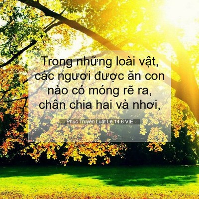 Picture 07 - Phục Truyền Luật Lệ 14:6 VIE - Trong những loài vật, các ngươi được - Bible Verse Picture