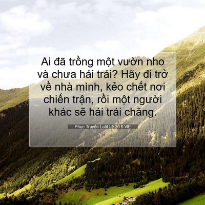 Picture 07 - Phục Truyền Luật Lệ 20:6 VIE - Ai đã trồng một vườn nho và chưa hái - Bible Verse Picture