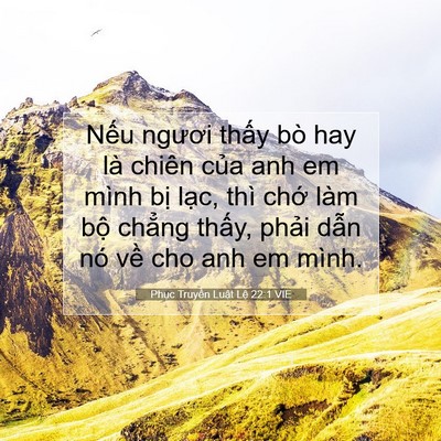 Picture 07 - Phục Truyền Luật Lệ 22:1 VIE - Nếu ngươi thấy bò hay là chiên của anh - Bible Verse Picture