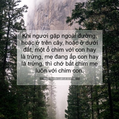 Picture 07 - Phục Truyền Luật Lệ 22:6 VIE - Khi ngươi gặp ngoài đường, hoặc ở - Bible Verse Picture