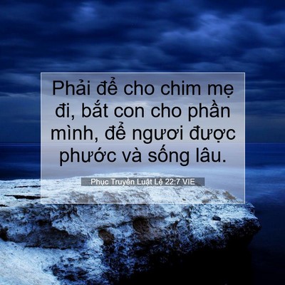 Picture 07 - Phục Truyền Luật Lệ 22:7 VIE - Phải để cho chim mẹ đi, bắt con cho - Bible Verse Picture