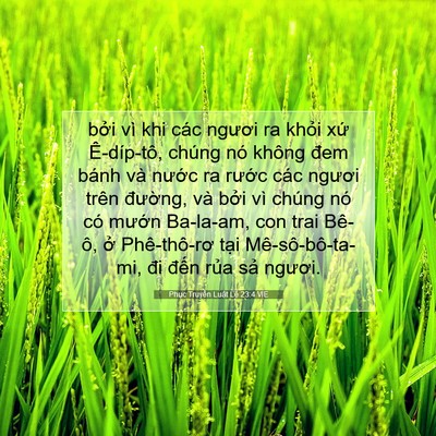 Picture 07 - Phục Truyền Luật Lệ 23:4 VIE - bởi vì khi các ngươi ra khỏi xứ - Bible Verse Picture