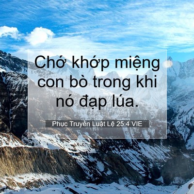 Picture 07 - Phục Truyền Luật Lệ 25:4 VIE - Chớ khớp miệng con bò trong khi nó đạp - Bible Verse Picture