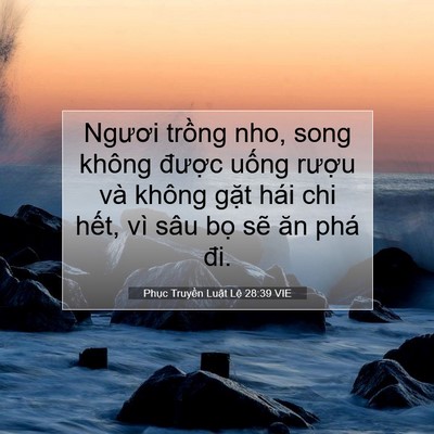 Picture 07 - Phục Truyền Luật Lệ 28:39 VIE - Ngươi trồng nho, song không được uống - Bible Verse Picture