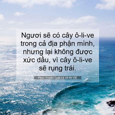 Picture 07 - Phục Truyền Luật Lệ 28:40 VIE - Ngươi sẽ có cây ô-li-ve trong cả địa - Bible Verse Picture