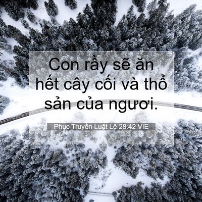 Picture 07 - Phục Truyền Luật Lệ 28:42 VIE - Con rầy sẽ ăn hết cây cối và thổ - Bible Verse Picture