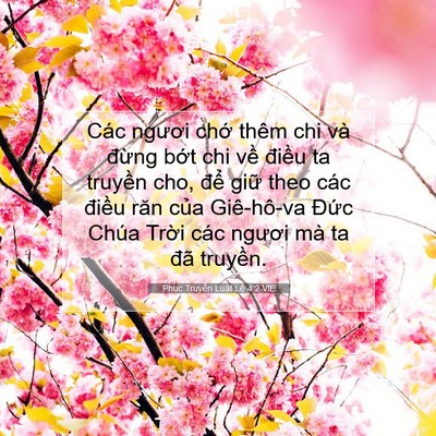 Picture 07 - Phục Truyền Luật Lệ 4:2 VIE - Các ngươi chớ thêm chi và đừng bớt - Bible Verse Picture