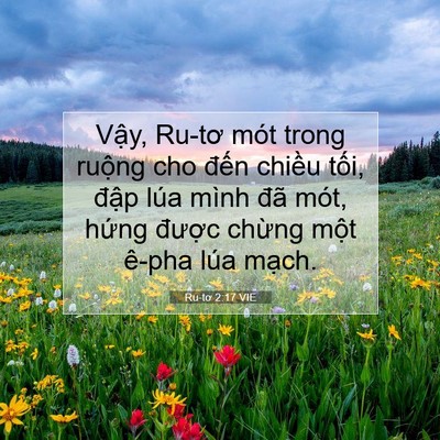 Picture 07 - Ru-tơ 2:17 VIE - Vậy, Ru-tơ mót trong ruộng cho đến - Bible Verse Picture