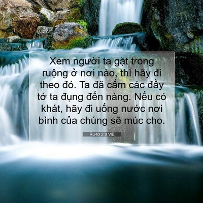 Picture 07 - Ru-tơ 2:9 VIE - Xem người ta gặt trong ruộng ở nơi - Bible Verse Picture