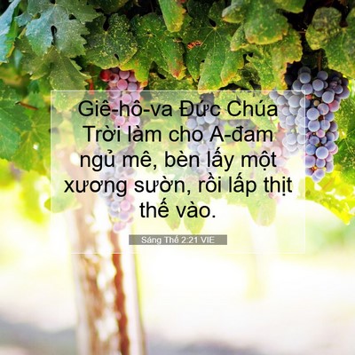 Picture 07 - Sáng Thế 2:21 VIE - Giê-hô-va Đức Chúa Trời làm cho A-đam - Bible Verse Picture