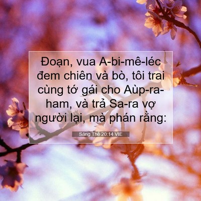 Picture 07 - Sáng Thế 20:14 VIE - Đoạn, vua A-bi-mê-léc đem chiên và bò, - Bible Verse Picture