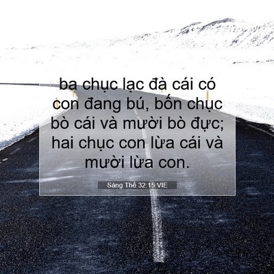 Picture 07 - Sáng Thế 32:15 VIE - ba chục lạc đà cái có con đang bú, - Bible Verse Picture