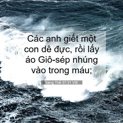 Picture 07 - Sáng Thế 37:31 VIE - Các anh giết một con dê đực, rồi lấy - Bible Verse Picture