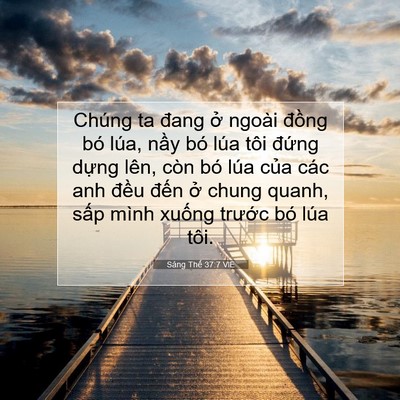 Picture 07 - Sáng Thế 37:7 VIE - Chúng ta đang ở ngoài đồng bó lúa, - Bible Verse Picture