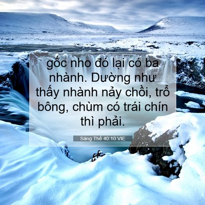 Picture 07 - Sáng Thế 40:10 VIE - gốc nho đó lại có ba nhành. Dường như - Bible Verse Picture