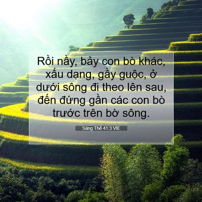 Picture 07 - Sáng Thế 41:3 VIE - Rồi nầy, bảy con bò khác, xấu dạng, - Bible Verse Picture