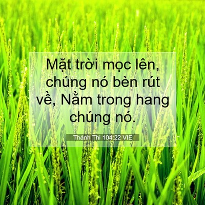 Picture 07 - Thánh Thi 104:22 VIE - Mặt trời mọc lên, chúng nó bèn rút - Bible Verse Picture