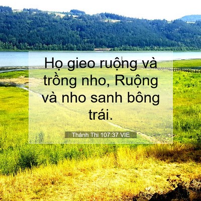 Picture 07 - Thánh Thi 107:37 VIE - Họ gieo ruộng và trồng nho, Ruộng và - Bible Verse Picture