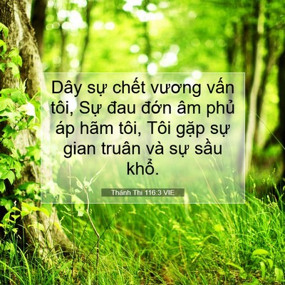 Picture 07 - Thánh Thi 116:3 VIE - Dây sự chết vương vấn tôi, Sự đau - Bible Verse Picture