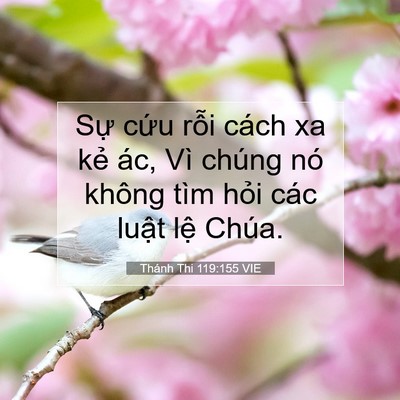 Picture 07 - Thánh Thi 119:155 VIE - Sự cứu rỗi cách xa kẻ ác, Vì chúng - Bible Verse Picture