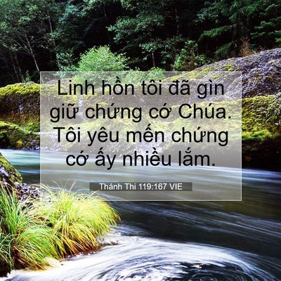 Picture 07 - Thánh Thi 119:167 VIE - Linh hồn tôi đã gìn giữ chứng cớ - Bible Verse Picture