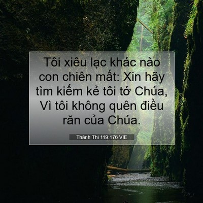 Picture 07 - Thánh Thi 119:176 VIE - Tôi xiêu lạc khác nào con chiên mất: Xin - Bible Verse Picture