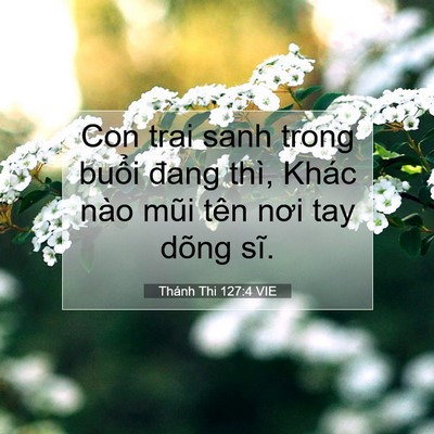 Picture 07 - Thánh Thi 127:4 VIE - Con trai sanh trong buổi đang thì, Khác nào - Bible Verse Picture