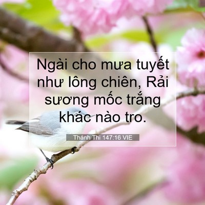 Picture 07 - Thánh Thi 147:16 VIE - Ngài cho mưa tuyết như lông chiên, Rải - Bible Verse Picture