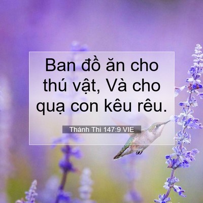 Picture 07 - Thánh Thi 147:9 VIE - Ban đồ ăn cho thú vật, Và cho quạ con - Bible Verse Picture