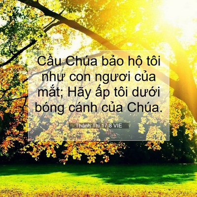 Picture 07 - Thánh Thi 17:8 VIE - Cầu Chúa bảo hộ tôi như con ngươi - Bible Verse Picture