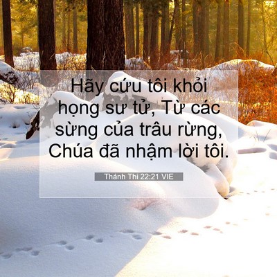 Picture 07 - Thánh Thi 22:21 VIE - Hãy cứu tôi khỏi họng sư tử, Từ các - Bible Verse Picture