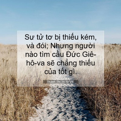 Picture 07 - Thánh Thi 34:10 VIE - Sư tử tơ bị thiếu kém, và đói; Nhưng - Bible Verse Picture