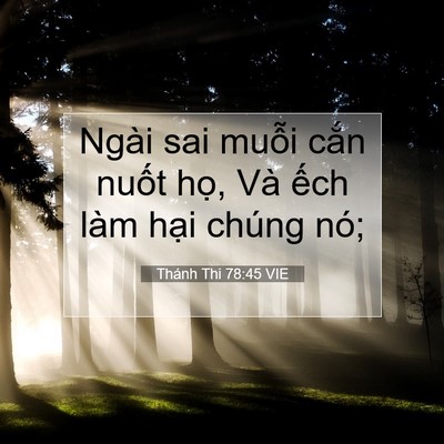Picture 07 - Thánh Thi 78:45 VIE - Ngài sai muỗi cắn nuốt họ, Và ếch - Bible Verse Picture