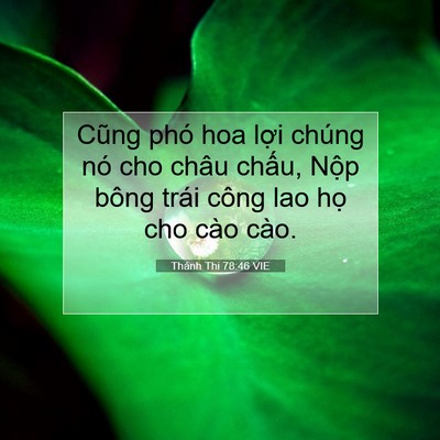 Picture 07 - Thánh Thi 78:46 VIE - Cũng phó hoa lợi chúng nó cho châu chấu, - Bible Verse Picture
