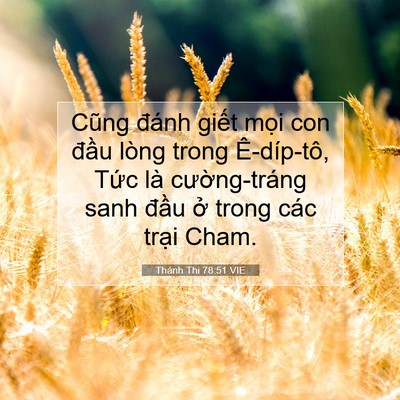 Picture 07 - Thánh Thi 78:51 VIE - Cũng đánh giết mọi con đầu lòng trong - Bible Verse Picture