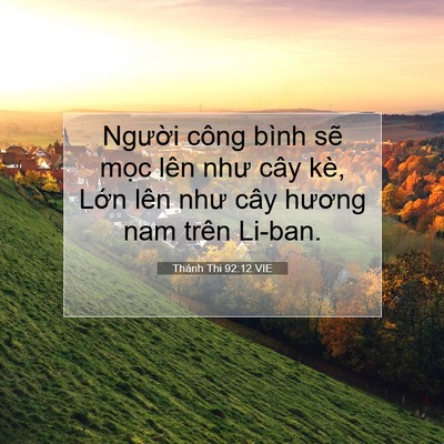 Picture 07 - Thánh Thi 92:12 VIE - Người công bình sẽ mọc lên như cây - Bible Verse Picture