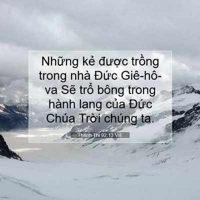 Picture 07 - Thánh Thi 92:13 VIE - Những kẻ được trồng trong nhà Đức - Bible Verse Picture