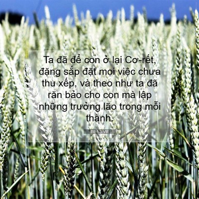 Picture 07 - Tít 1:5 VIE - Ta đã để con ở lại Cơ-rết, đặng - Bible Verse Picture