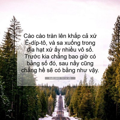 Picture 07 - Xuất Hành 10:14 VIE - Cào cào tràn lên khắp cả xứ - Bible Verse Picture