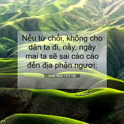 Picture 07 - Xuất Hành 10:4 VIE - Nếu từ chối, không cho dân ta đi, nầy, - Bible Verse Picture