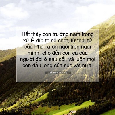 Picture 07 - Xuất Hành 11:5 VIE - Hết thảy con trưởng nam trong xứ - Bible Verse Picture