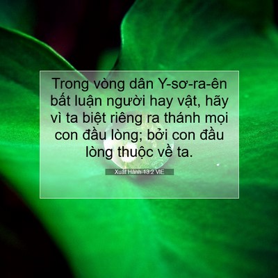 Picture 07 - Xuất Hành 13:2 VIE - Trong vòng dân Y-sơ-ra-ên bất luận - Bible Verse Picture