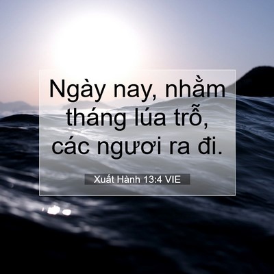 Picture 07 - Xuất Hành 13:4 VIE - Ngày nay, nhằm tháng lúa trỗ, các ngươi - Bible Verse Picture
