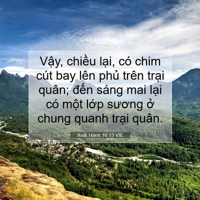 Picture 07 - Xuất Hành 16:13 VIE - Vậy, chiều lại, có chim cút bay lên - Bible Verse Picture