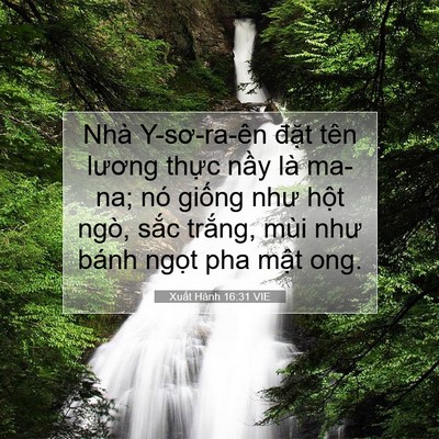 Picture 07 - Xuất Hành 16:31 VIE - Nhà Y-sơ-ra-ên đặt tên lương thực - Bible Verse Picture