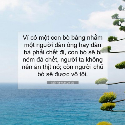 Picture 07 - Xuất Hành 21:28 VIE - Ví có một con bò báng nhằm một người - Bible Verse Picture