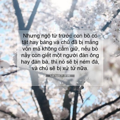 Picture 07 - Xuất Hành 21:29 VIE - Nhưng ngộ từ trước con bò có tật hay - Bible Verse Picture