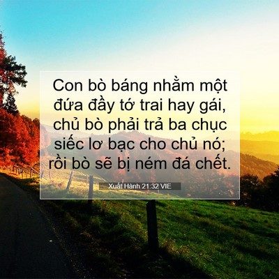 Picture 07 - Xuất Hành 21:32 VIE - Con bò báng nhằm một đứa đầy tớ - Bible Verse Picture